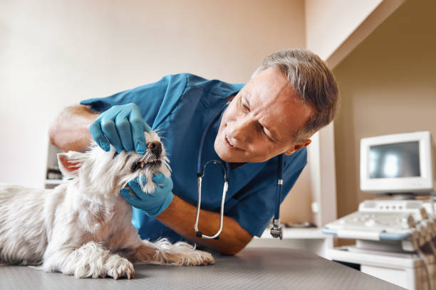 Best 24-Hour Emergency Dentist in Glencoe, MN